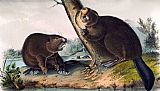 North American Beaver by John James Audubon